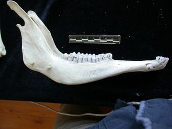 Media type: image;   Mammalogy 17733
